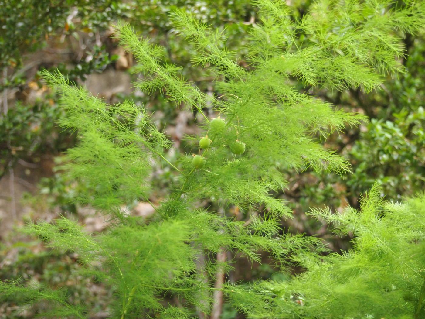 Asparagus, Outstretched leaves plant